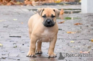 Photo №1. boerboel - à vendre en ville de Stockholm | négocié | Annonce №169765