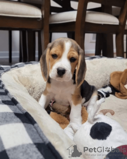 Photo №1. beagle - à vendre en ville de Аугсбург | 400€ | Annonce №132325