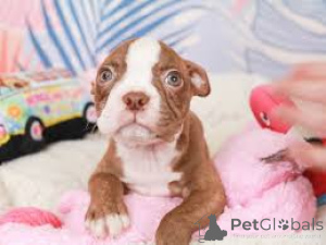 Photo №4. Je vais vendre terrier de boston en ville de Londres.  - prix - négocié