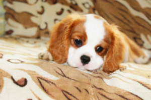 Photo №1. cavalier king charles spaniel - à vendre en ville de  | 1172€ | Annonce №4187