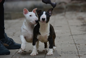 Photo №1. bull terrier - à vendre en ville de Belgrade | négocié | Annonce №164496