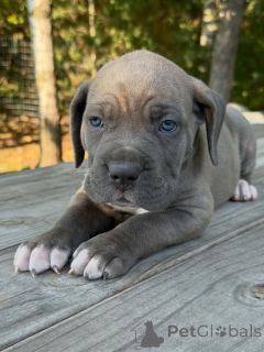 Photo №2 de l'annonce № 161247 de la vente cane corso - acheter à Pays Bas éleveur