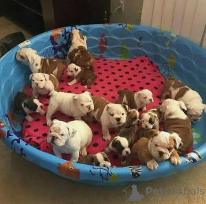 Photo №1. bulldog anglais - à vendre en ville de Galali | négocié | Annonce №134898