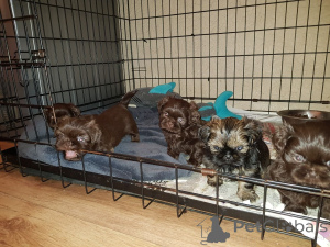 Photo №4. Je vais vendre shih tzu en ville de Mariimpole. annonce privée, éleveur - prix - 450€