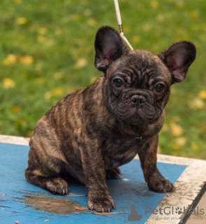 Photos supplémentaires: Bouledogue français (RKF / FCI) - tigre inversé pour le spectacle