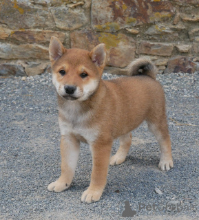 Photo №3. chiots Shiba disponible pour adoption. Belgique