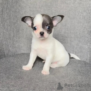 Photo №1. chihuahua - à vendre en ville de Feldkircch | négocié | Annonce №168160