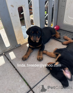 Photo №2 de l'annonce № 170264 de la vente rottweiler - acheter à Allemagne 