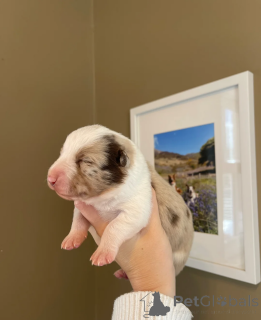 Photo №2 de l'annonce № 173954 de la vente border collie - acheter à USA 