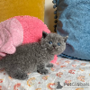 Photo №2 de l'annonce № 97546 de la vente british shorthair - acheter à Suède annonce privée