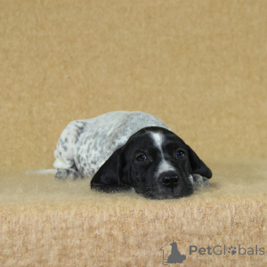 Photo №4. Je vais vendre chien bâtard en ville de Reims. éleveur - prix - 950€