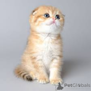 Photo №2 de l'annonce № 164668 de la vente scottish fold - acheter à La finlande annonce privée, éleveur