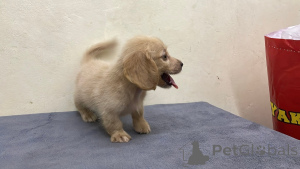Photo №1. teckel - à vendre en ville de Gernité | 250€ | Annonce №173982
