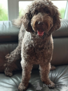 Photo №2 de l'annonce № 157699 de la vente labradoodle - acheter à La finlande annonce privée