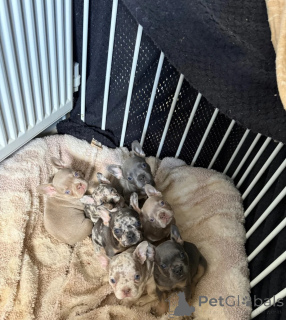 Photo №1. bouledogue - à vendre en ville de Chania | 400€ | Annonce №171657