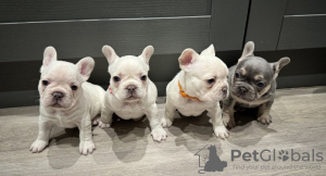 Photo №4. Je vais vendre bouledogue en ville de Bremen. annonce privée - prix - 360€