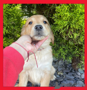 Photos supplémentaires: Chiots Golden Retriever