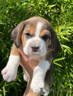 Photo №2 de l'annonce № 124815 de la vente beagle - acheter à La Moldavie annonce privée