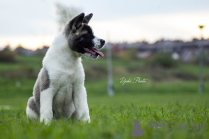 Photos supplémentaires: Chiots Akita américains