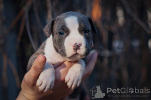 Photo №2 de l'annonce № 10330 de la vente american staffordshire terrier - acheter à Ukraine de la fourrière