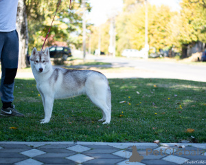 Photo №4. Je vais vendre husky de sibérie en ville de Inđija.  - prix - négocié