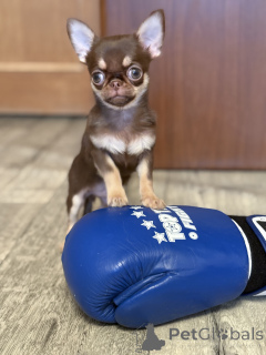 Photo №4. Je vais vendre chihuahua en ville de Minsk. éleveur - prix - 700€