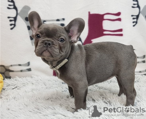 Photo №3. Chiots bouledogues français à adopter.. Suisse