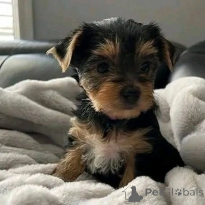 Photo №1. yorkshire terrier - à vendre en ville de Helsinki | 640€ | Annonce №163057
