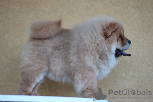 Photo №4. Je vais vendre chow-chow en ville de Kruševac. éleveur - prix - 1200€