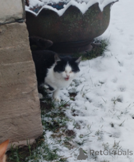 Photo №1.  - à vendre en ville de Minsk | Gratuit | Annonce № 164335