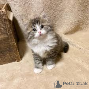 Photo №1. chat des forêts norvégiennes - à vendre en ville de Amsterdam | 700€ | Annonce № 160777