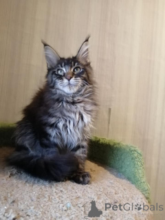 Photo №4. Je vais vendre maine coon en ville de Cologne.  - prix - 900€