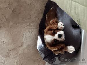 Photo №2 de l'annonce № 67287 de la vente cavalier king charles spaniel - acheter à Fédération de Russie annonce privée