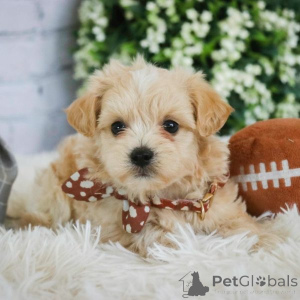 Photo №1. maltipu - à vendre en ville de Hambourg | 900€ | Annonce №149565