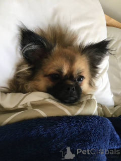 Photo №2 de l'annonce № 141365 de la vente bichon maltais, spitz nain - acheter à Emirats Arabes Unis annonce privée