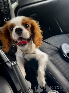 Photo №1. cavalier king charles spaniel - à vendre en ville de Voronezh | 185€ | Annonce №67287