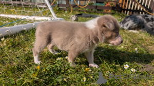 Photo №1. bearded collie, border collie - à vendre en ville de Los Angeles Subdivision | 298€ | Annonce №139943