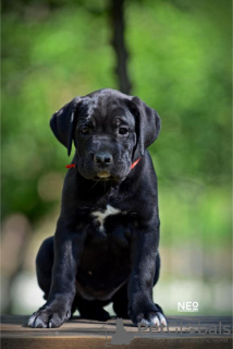 Photos supplémentaires: Chiots Cane Corso