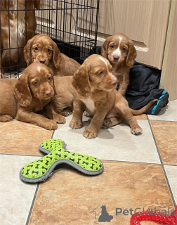 Photo №1. cocker américain - à vendre en ville de Hildeshaim | 350€ | Annonce №154978