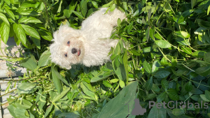 Photos supplémentaires: Chiots maltais à vendre