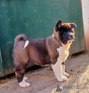 Photo №2 de l'annonce № 138548 de la vente akita américain - acheter à Serbie 
