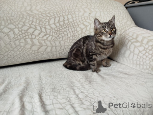 Photo №4. Je vais vendre  en ville de Minsk.  - prix - Gratuit