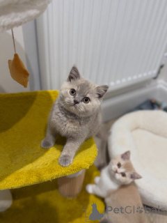 Photo №3. Litière saine British Shorthair Beautés bleues, bicolores et crème disponibles. Pays Bas