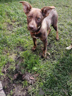 Photo №1. chien bâtard - à vendre en ville de Minsk | Gratuit | Annonce №164578