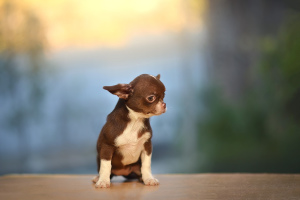 Photos supplémentaires: Chihuahua au chocolat