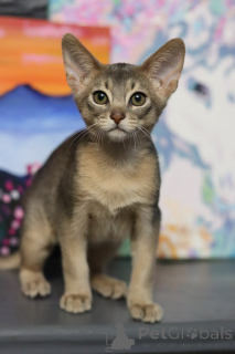 Photo №2 de l'annonce № 153745 de la vente abyssin - acheter à Biélorussie de la fourrière