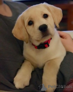 Photo №3. Labrador retriever. Allemagne