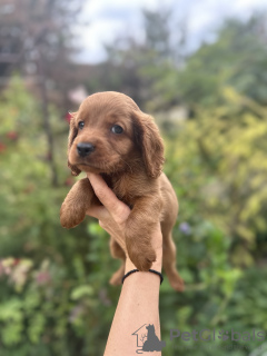 Photos supplémentaires: Chiots Cockapoo à vendre