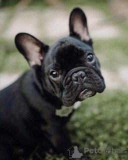 Photos supplémentaires: Magnifiques chiots bouledogue français à vendre mâle et femelle