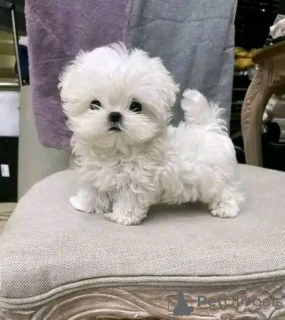 Photo №1. bichon maltais - à vendre en ville de Arrondissement de Berchtesgaden-Campagne | négocié | Annonce №175327